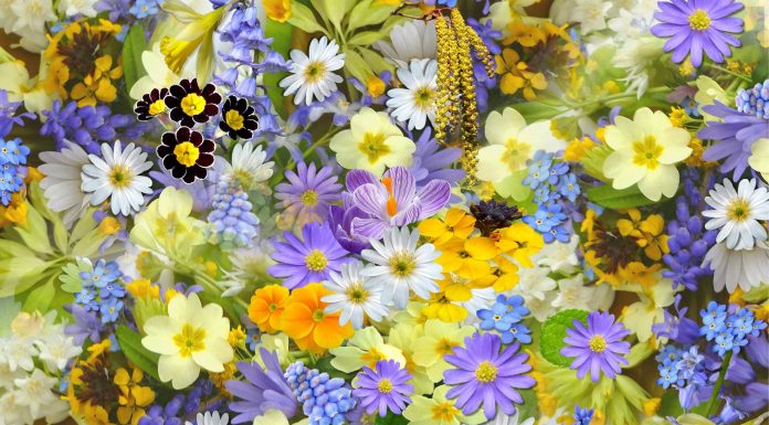 Zodiacul floral Zodiacul floral