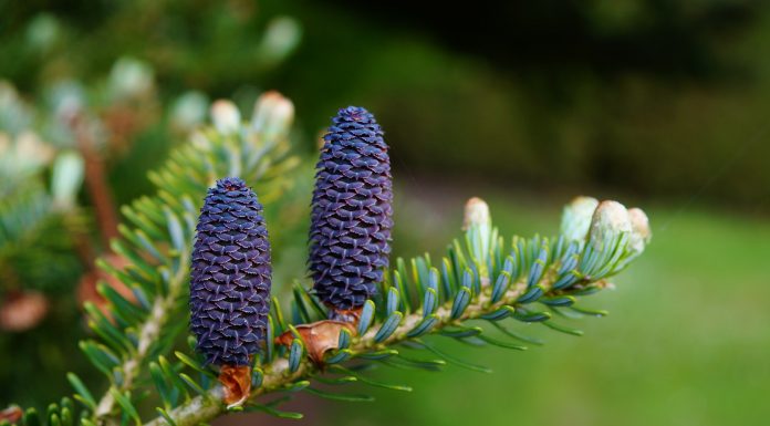 Parfum pentru zodia Berbec Brad