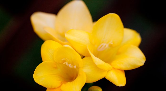 Parfum pentru zodia Balanță Frezia