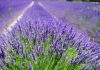 Parfum pentru zodia Capricorn Lavanda