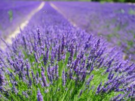 Lavanda