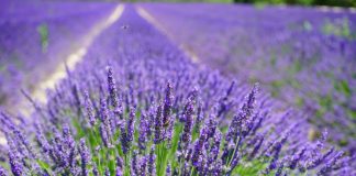 Lavanda