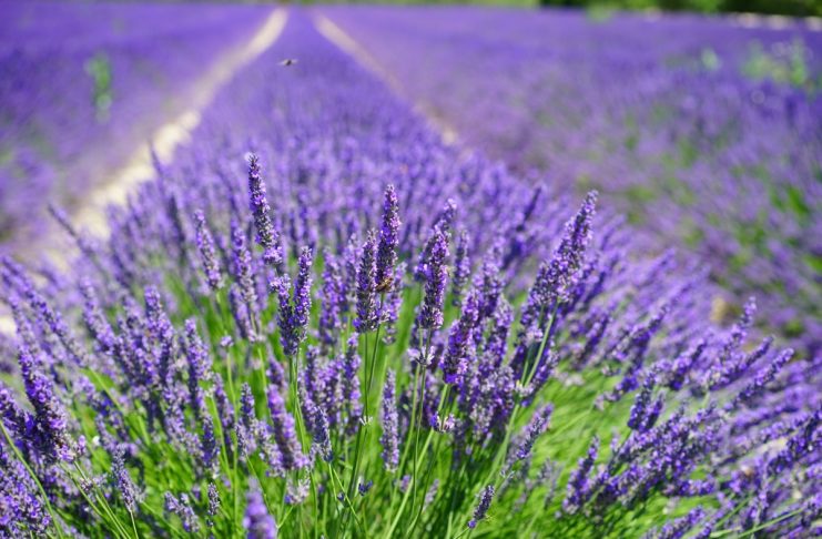 Lavanda