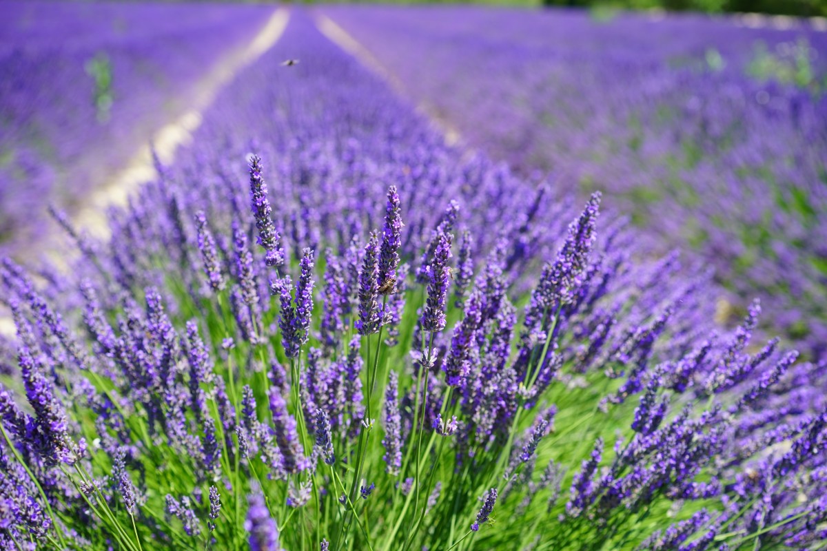 Lavanda