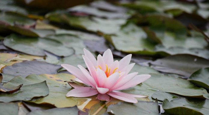 Parfum pentru zodia Pești