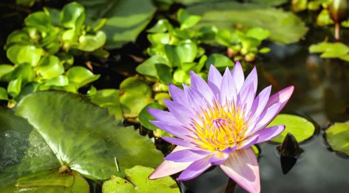 Parfum pentru zodia Rac Nufar