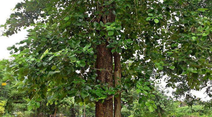 Parfum pentru zodia Vărsător Santal1