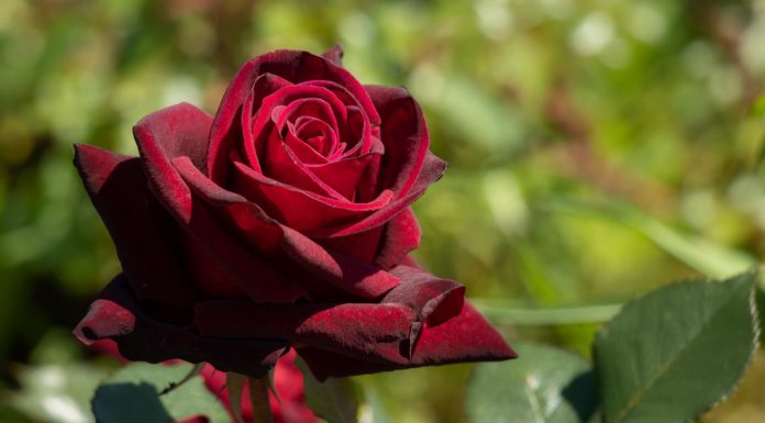 Parfum pentru zodia Fecioară Trandafir