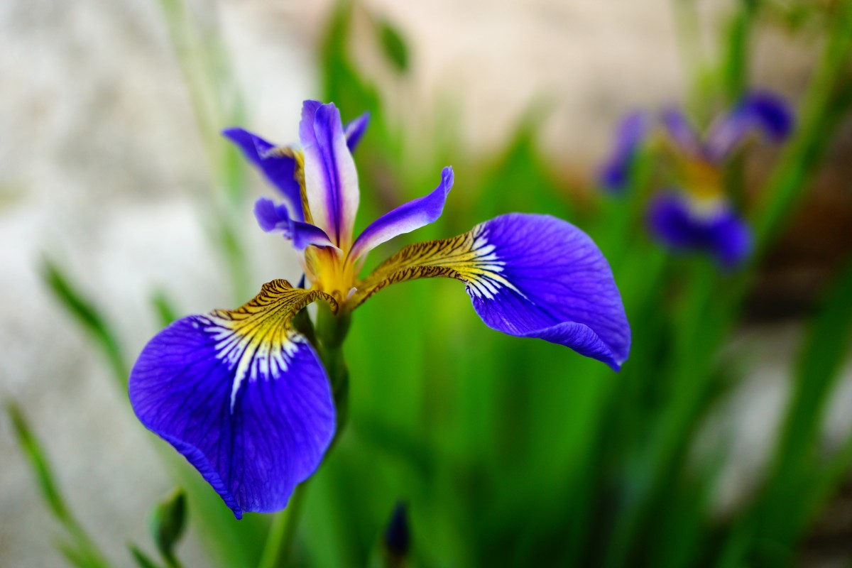 Iris