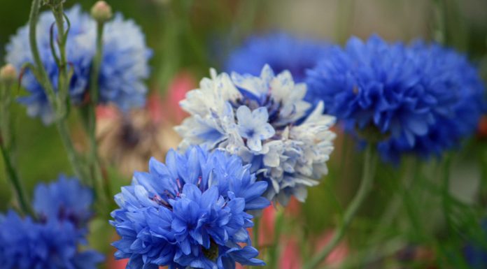 Interpretare vis in care apar albastrele