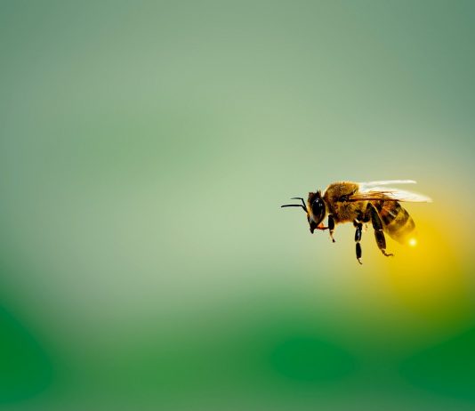 Interpretare vis in care apar albine