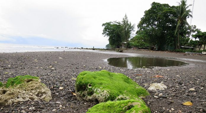 Interpretare vis în care apar alge Interpretare vis in care apar alge