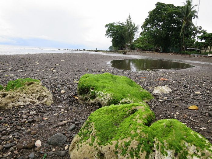 Interpretare vis in care apar alge