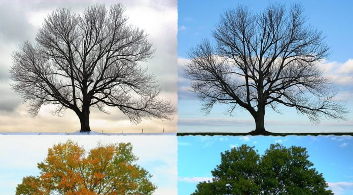 Interpretare vis în care apar anotimpuri Interpretare vis in care apar anotimpuri