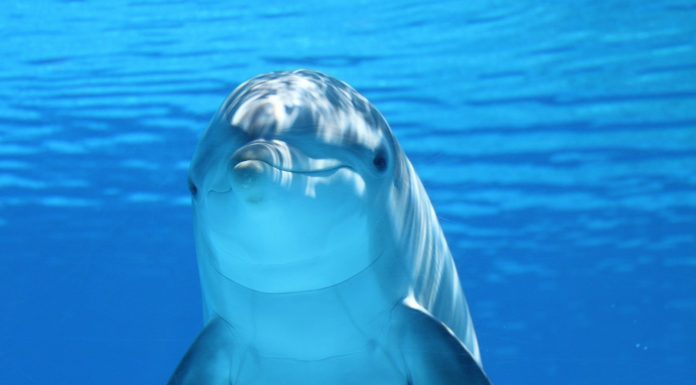 Interpretare vis in care apar delfini