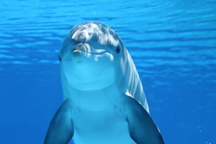 Interpretare vis in care apar delfini