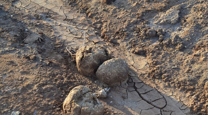 Interpretare vis in care apar excremente