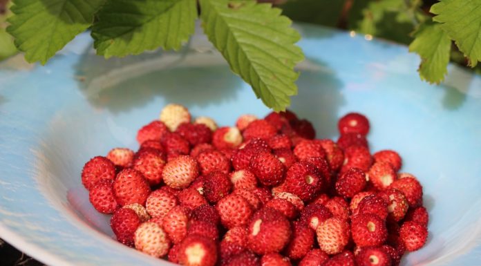 Interpretare vis în care apar fragi Interpretare vis in care apar fragi