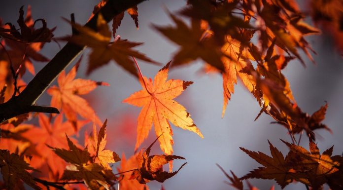 Interpretare vis în care apar frunze Interpretare vis in care apar frunze