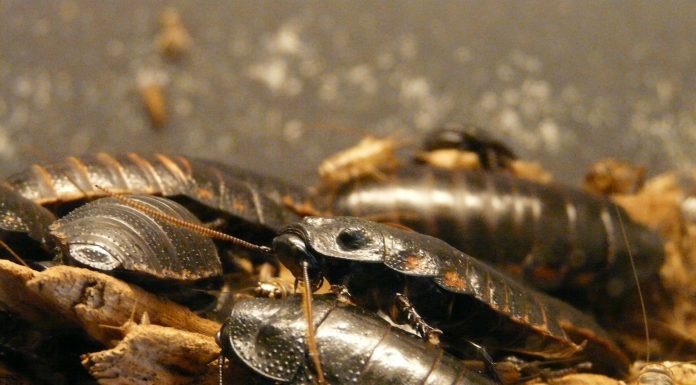 Interpretare vis in care apar gandaci