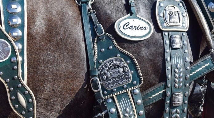 Interpretare vis in care apar hamuri ham