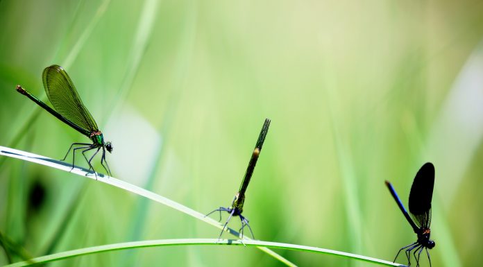 Interpretare vis in care apar insecte