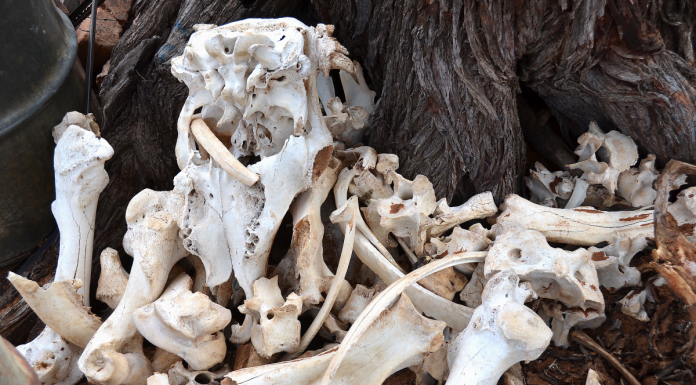 Interpretare vis in care apar oase