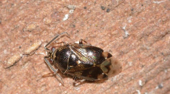 Interpretare vis in care apar pureci