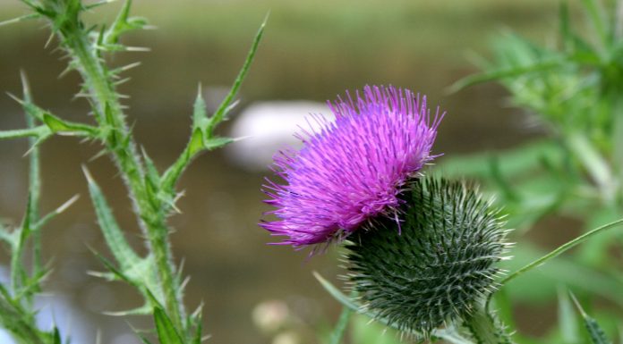 Interpretare vis in care apar scaieti