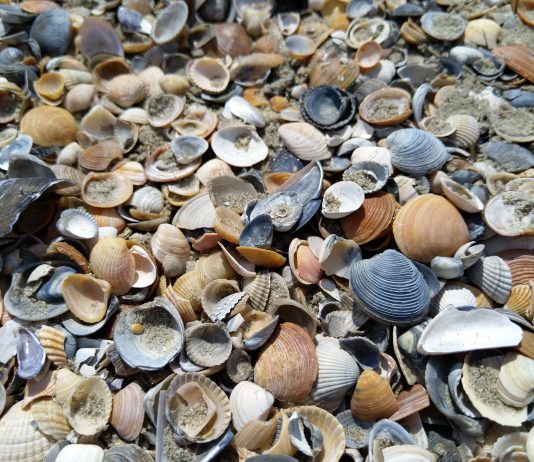 Interpretare vis in care apar scoici