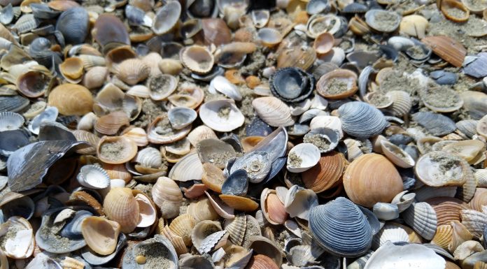 Interpretare vis in care apar scoici