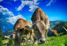 Interpretare vis in care apar vite