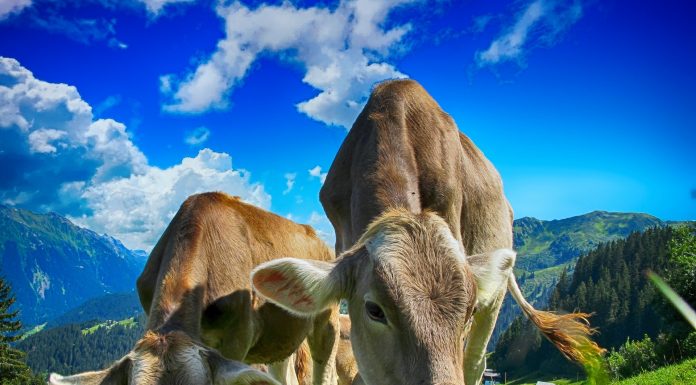 Interpretare vis in care apar vite