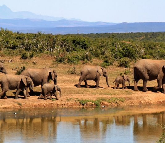 Interpretare vis in care apare Africa