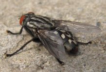 Interpretare vis in care apare a musca