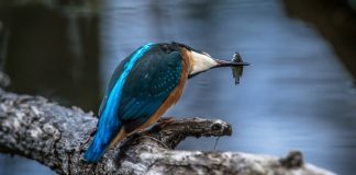 Interpretare vis in care apare a prinde