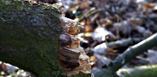 Interpretare vis în care apare a rupe/ rupând/ rupt Interpretare vis in care apare a rupe rupand rupt