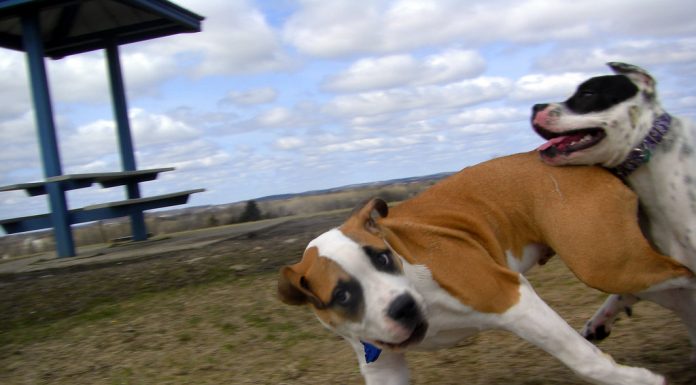 Interpretare vis in care apare a se rostogoli