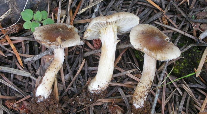 Interpretare vis in care apare abject