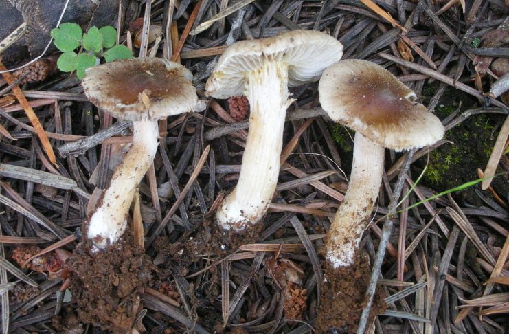 Interpretare vis in care apare abject