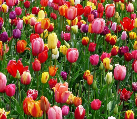 Interpretare vis in care apare abundenta