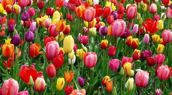 Interpretare vis in care apare abundenta