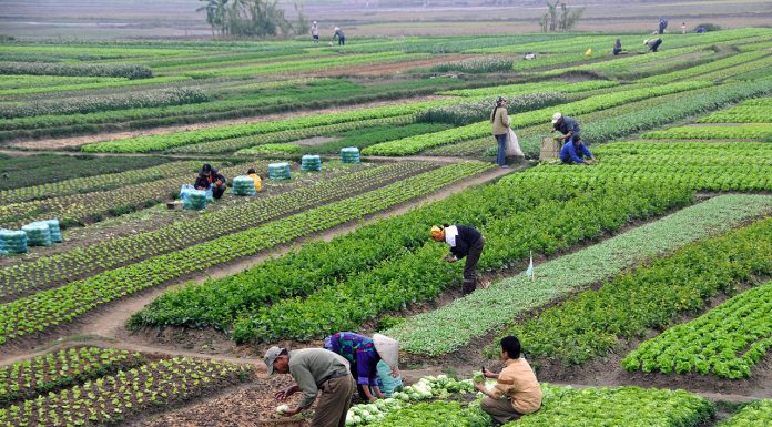 Interpretare vis in care apare agricultura