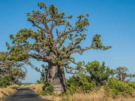 Interpretare vis in care apare baobab