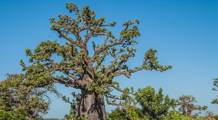Interpretare vis în care apare baobab Interpretare vis in care apare baobab