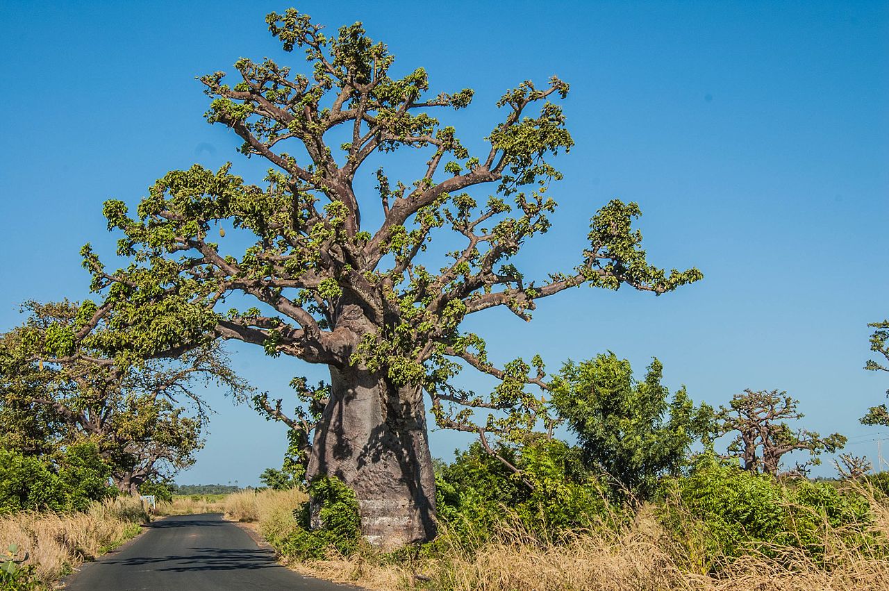 Interpretare vis in care apare baobab