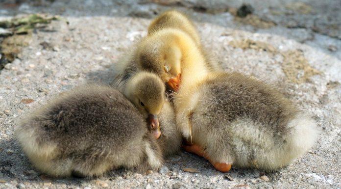 Interpretare vis în care apare boboc Interpretare vis in care apare boboc