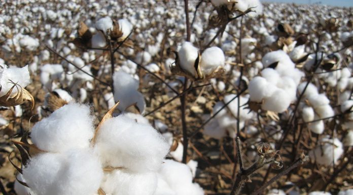 Interpretare vis în care apare bumbac Interpretare vis in care apare bumbac