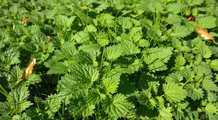 Interpretare vis în care apare buruiana Interpretare vis in care apare buruiana