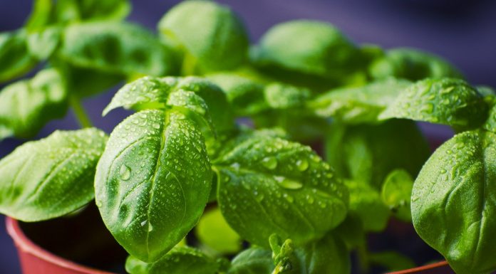 Interpretare vis în care apare busuioc Interpretare vis in care apare busuioc